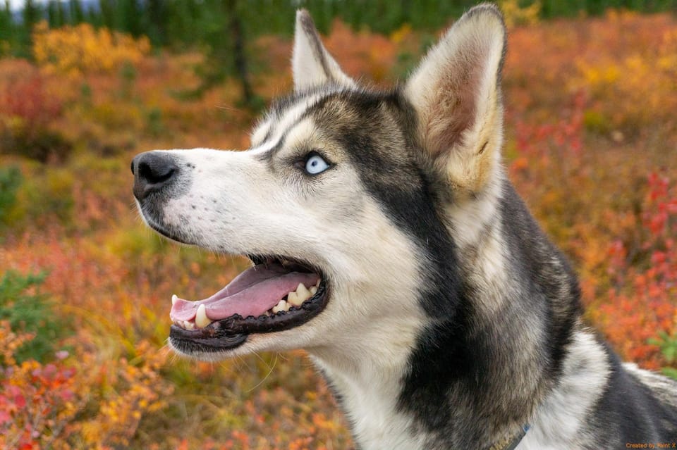 Denali: 1 Hour Tundra Walk With Free Running Sled Dogs – Alaska, Alaska