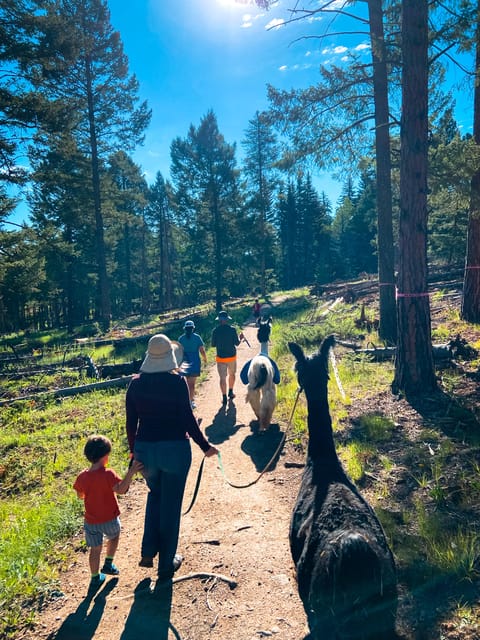 Denver: Llama Hike in the Rocky Mountains – Denver, Colorado