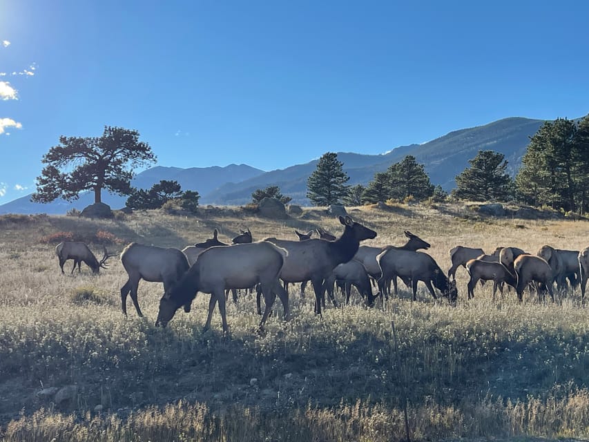 Estes Park: Guided Sunset Elk Mating Ritual Tour – Estes Park, Colorado