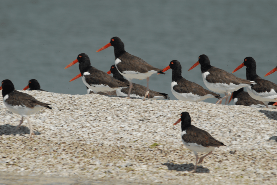 Everglades: Birding, Wildlife, and Photography Expedition – Homestead, Florida