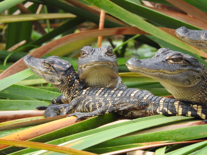 Everglades Day Safari from Fort Lauderdale – Big Cypress National Preserve, Florida