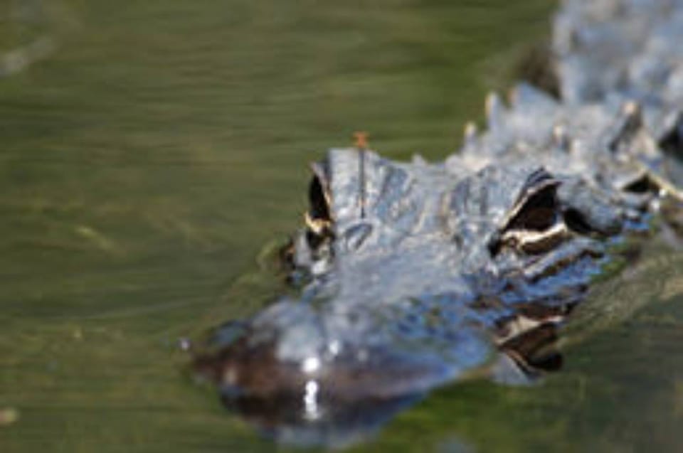 Everglades: Everglades Alligators and Orchids Kayak Eco Tour – Everglades City, Florida