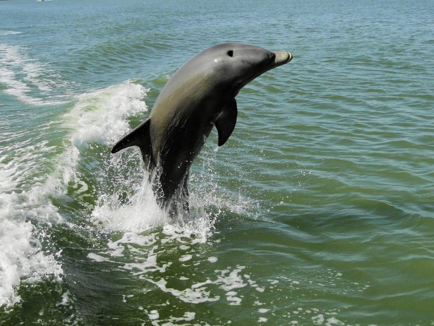 Everglades National Park: 2 hour Dolphin & Birding Boat Tour – Everglades, Florida