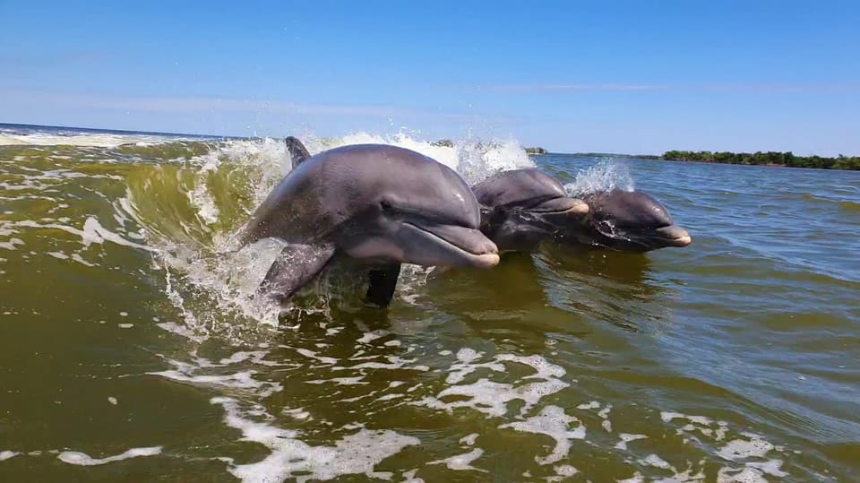 Everglades National Park: Motorboat Eco Tour – Everglades City, Florida