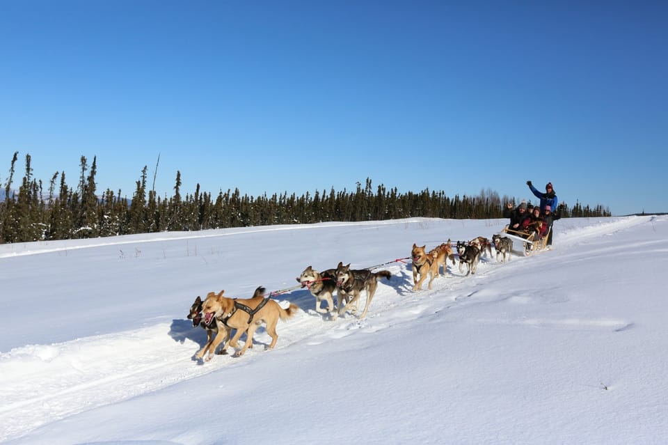 Fairbanks: 1-Hour Alaskan Winter Dog Sledding Adventure – Fairbanks, Alaska