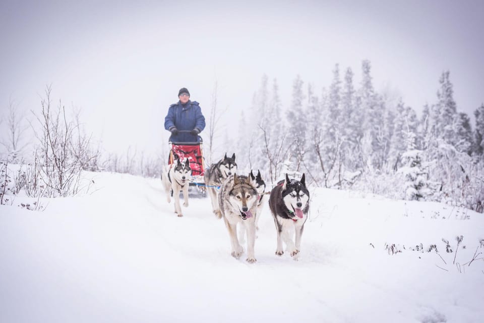 Fairbanks, AK: “Drive your Own Dog Team” Sledding Adventure – Fairbanks, Alaska