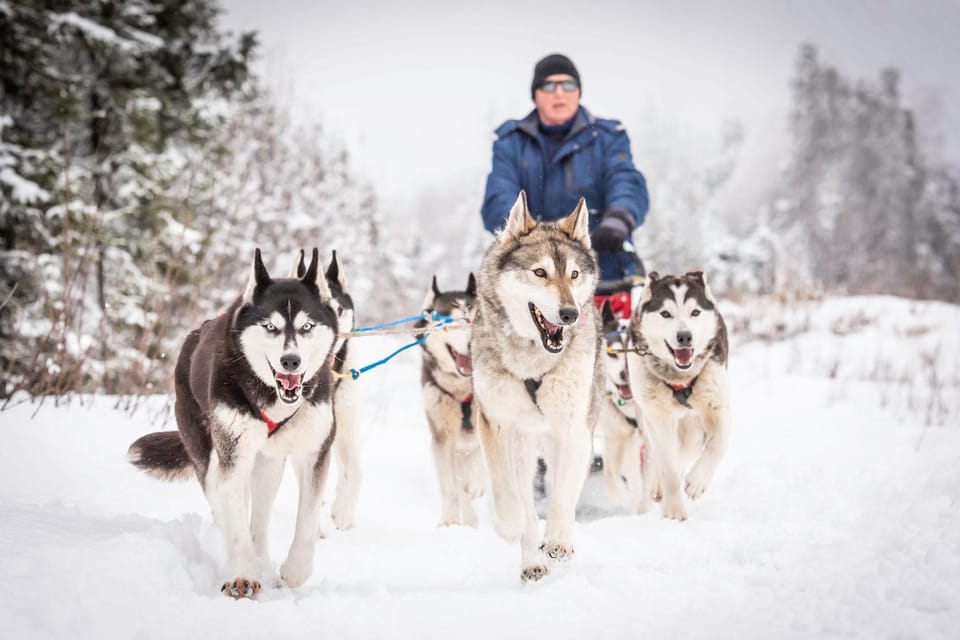 Fairbanks, AK: Half Day “Drive your Own Dog Team” Tour – Alaska, Alaska