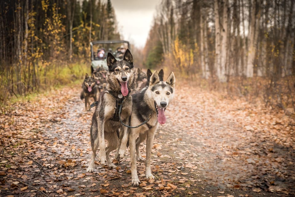 Fairbanks: Dog Mushing through Fall Landscapes on a UTV – Fairbanks, Alaska