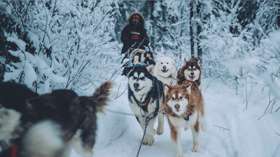 Fairbanks: Dog Sledding Tour with Transportation – Fairbanks, Alaska