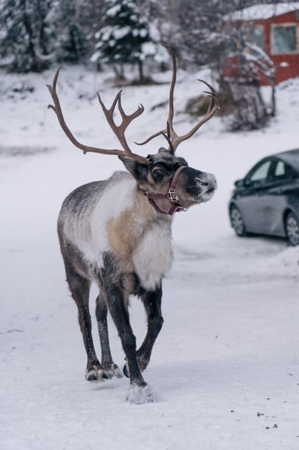 Fairbanks: Reindeer Walk with transportation – Fairbanks, Alaska