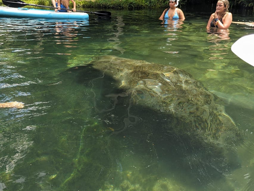 Fast and More 60 minute Airboat Tour on the Homosassa River – Homosassa, Florida