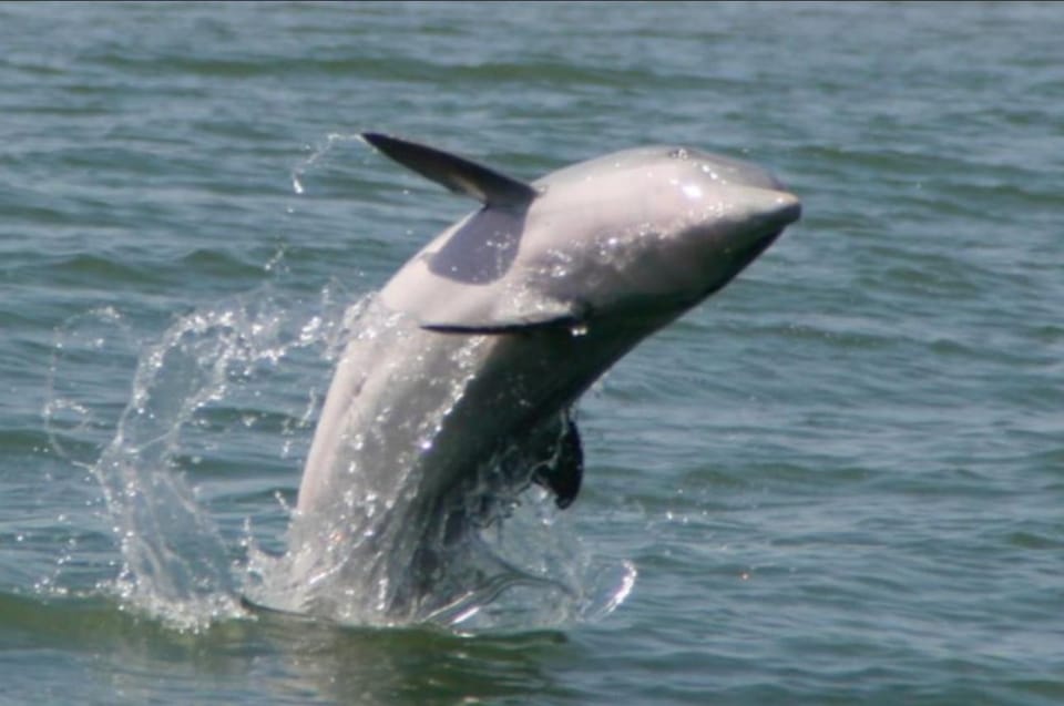 Folly Beach: Afternoon Dolphin Boat Tour to Morris Island – Morris Island Lighthouse, South Carolina