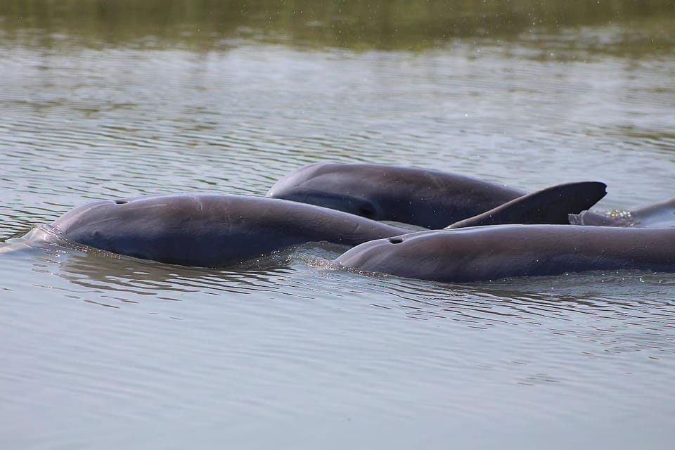 Folly Beach Dolphin Viewing Boat Excursion – Folly Beach, South Carolina