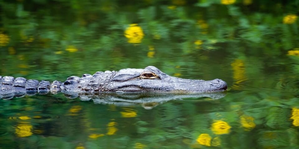 Fort Lauderdale: Everglades Express Tour with Airboat Ride – Fort Lauderdale, Florida