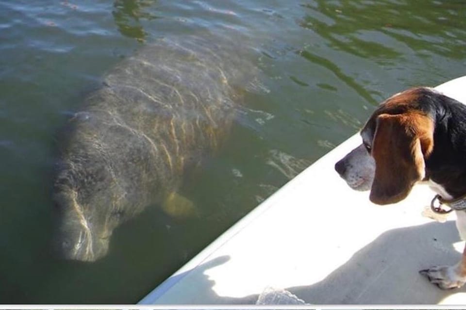 Fort Myers Beach: Lovers Key Guided Estuary Tour on Kayak – Fort Myers Beach, Florida