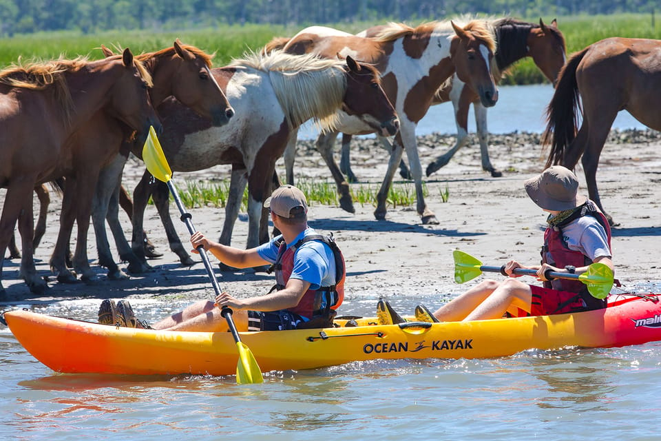 From Chincoteague: Guided Kayak Tour to Assateague Island – Chincoteague, Virginia