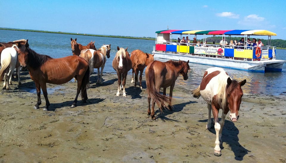 From Chincoteague Island: Assateague Island Boat Tour – Chincoteague, Virginia