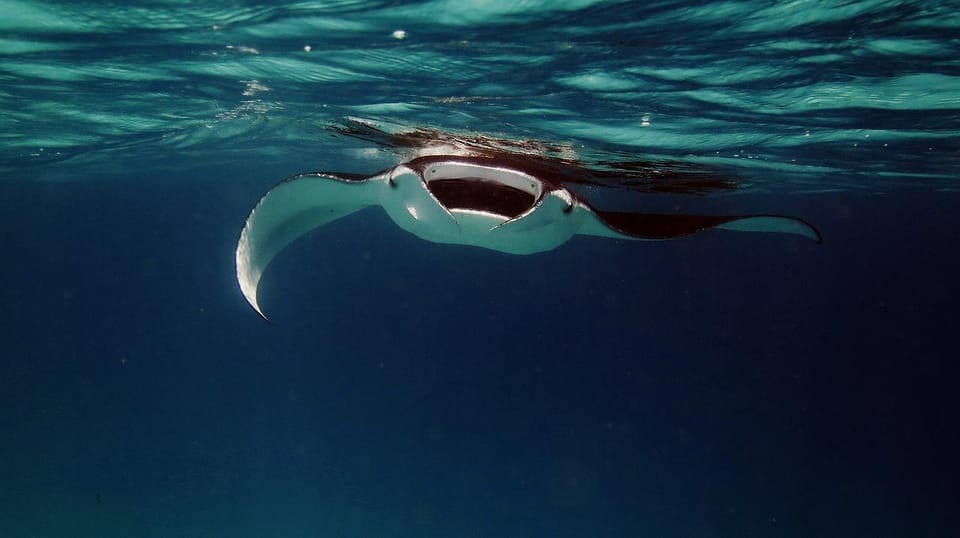 From Keauhou Bay: Manta Ray Night Tour – Hawaii, Hawaii