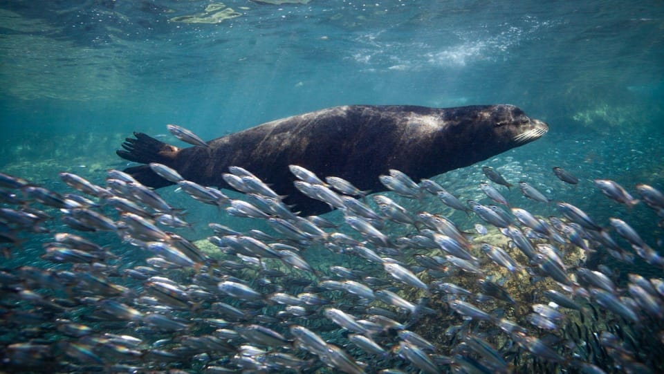 From La Paz: Whale Shark & Sea Lions Tour – Espíritu Santo Island, Mexico