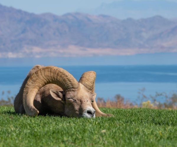 From Las Vegas: Lake Mead Wildlife & Seven Magic Mountains – Seven Magic Mountains, Nevada