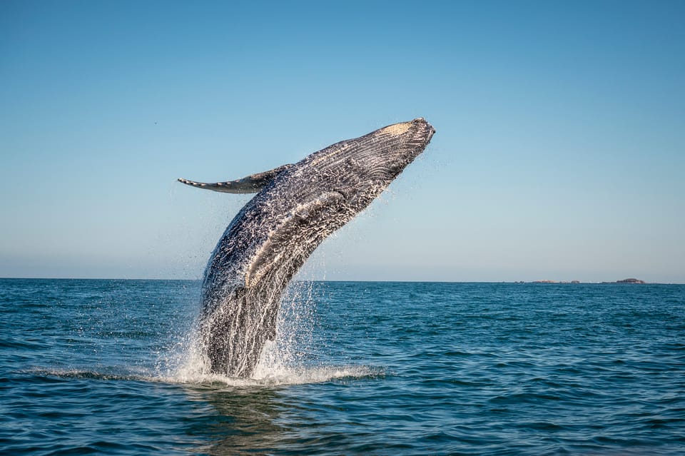 From Ma’alaea: Afternoon Whale Watch Tour Aboard the Malolo – Maalaea, Hawaii