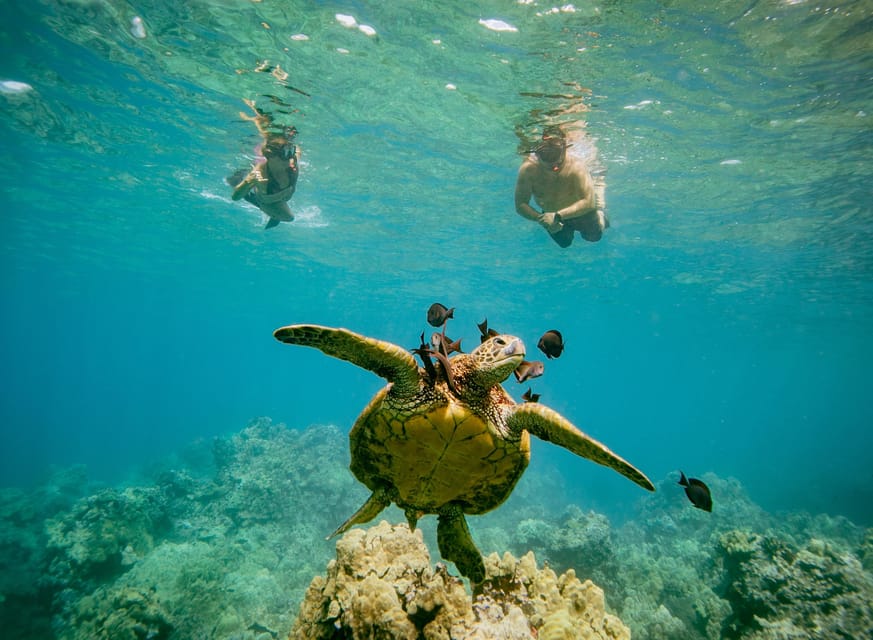 From Maalaea: Turtle Town 3-Hour Snorkel and Sail Adventure – Maalaea, Hawaii