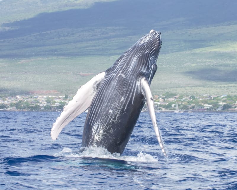 From Maalaea: Whale Watching Catamaran Cruise with Drinks – Lahaina, Hawaii