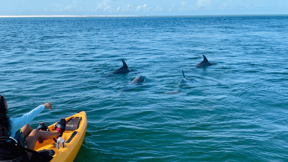 From Naples, FL: Marco Island Mangroves Kayak or Paddle Tour – Naples, Florida