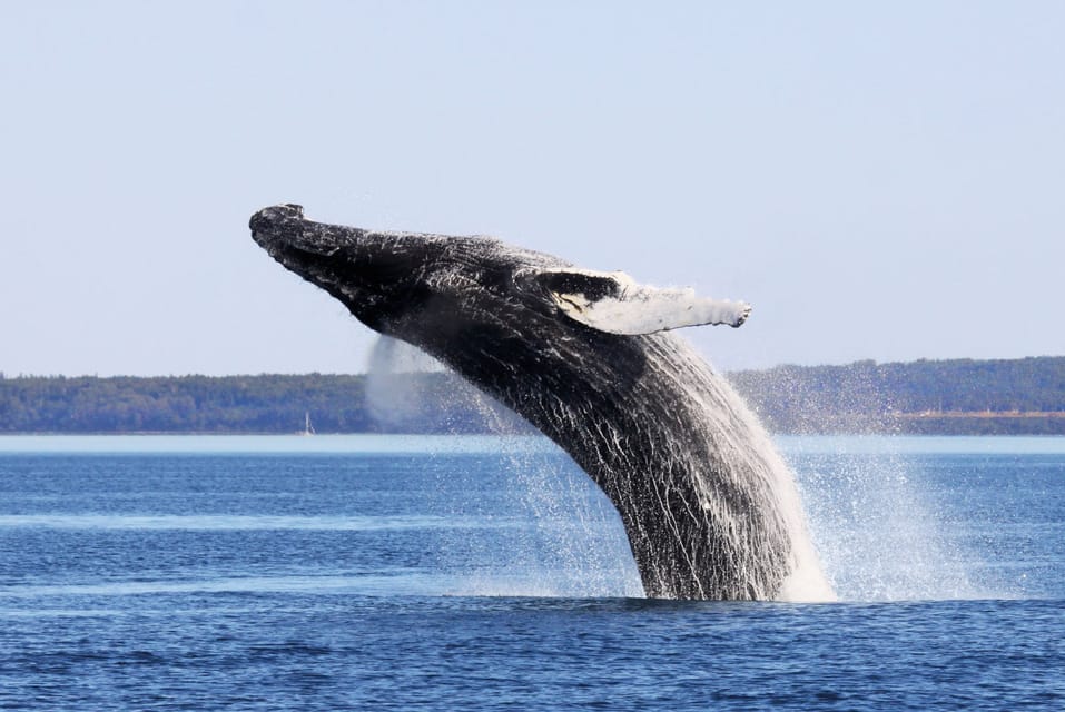 From Quebec City: Whale Watching Excursion Full-Day Trip – Quebec City, Canada