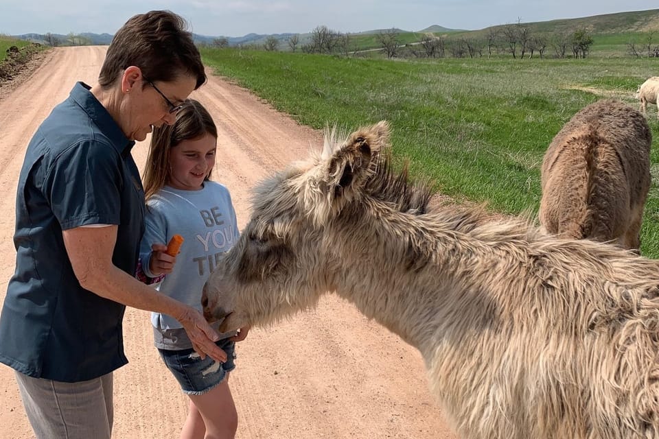 From Rapid City: Custer State Park Private Safari and Hiking – Custer, South Dakota