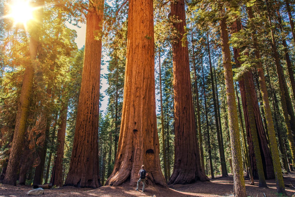 From San Francisco: Guided Tour to Muir Woods – San Francisco, California