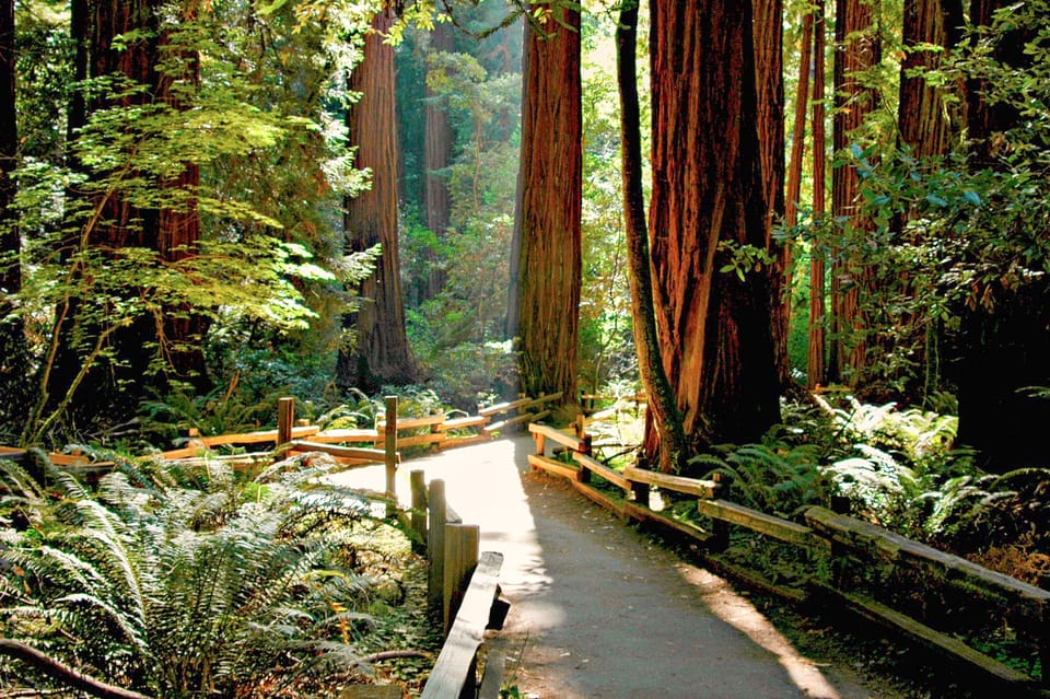 From San Francisco: Muir Woods and Sausalito Half-Day Trip – San Francisco, California