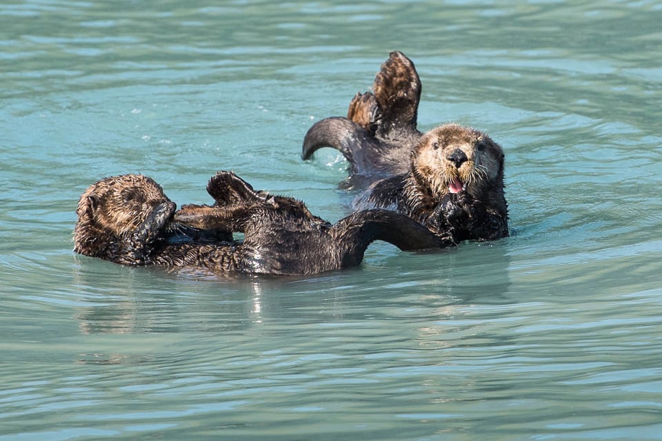 From Seward: Half-Day Resurrection Bay Wildlife Cruise Tour – Seward, Alaska