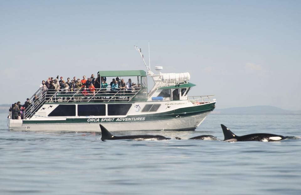 From Victoria: Whale Watching Trip on Covered Boat – Victoria, British Columbia, Canada