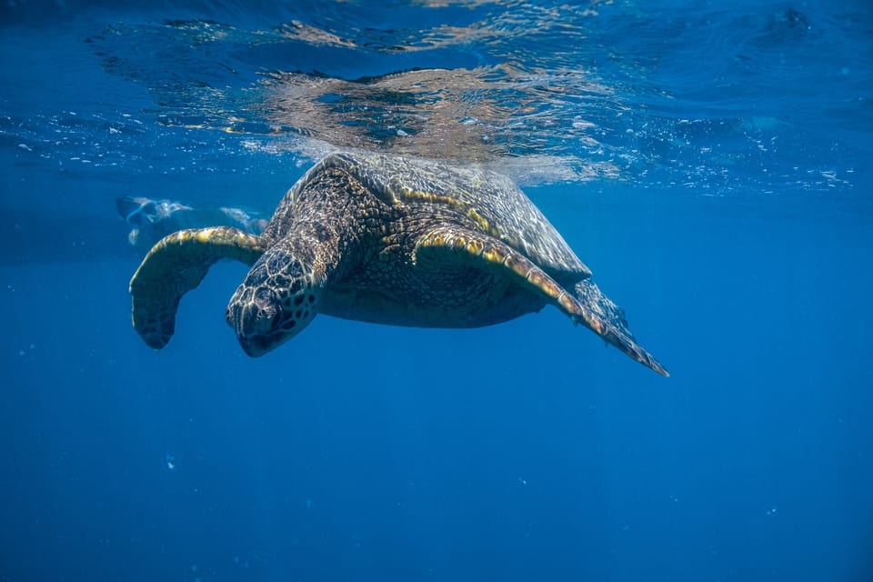 From Waikiki: Turtle Canyon Snorkeling Tour – Honolulu, Hawaii