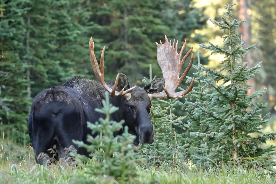 Full-Day RMNP Over the Top Tour – RMNPhotographer – Alpine Visitor Center, Colorado