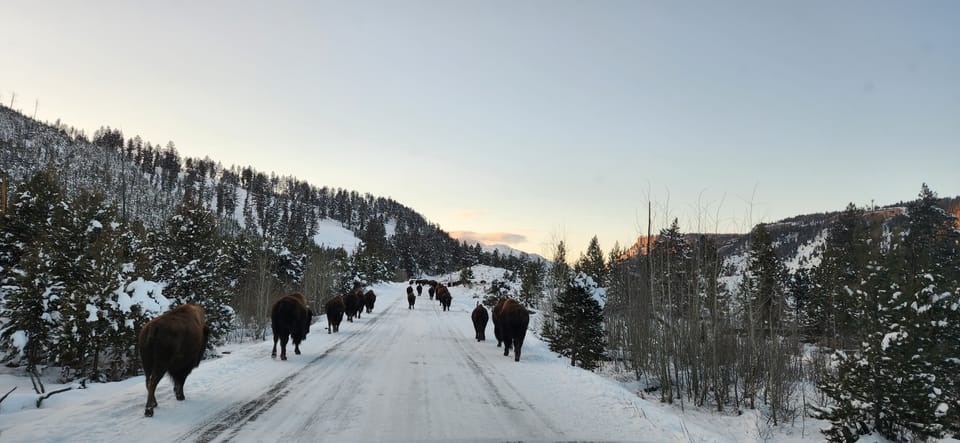 Gardiner: Yellowstone National Park Wildlife Guided Tour – Lower Yellowstone Falls, Wyoming