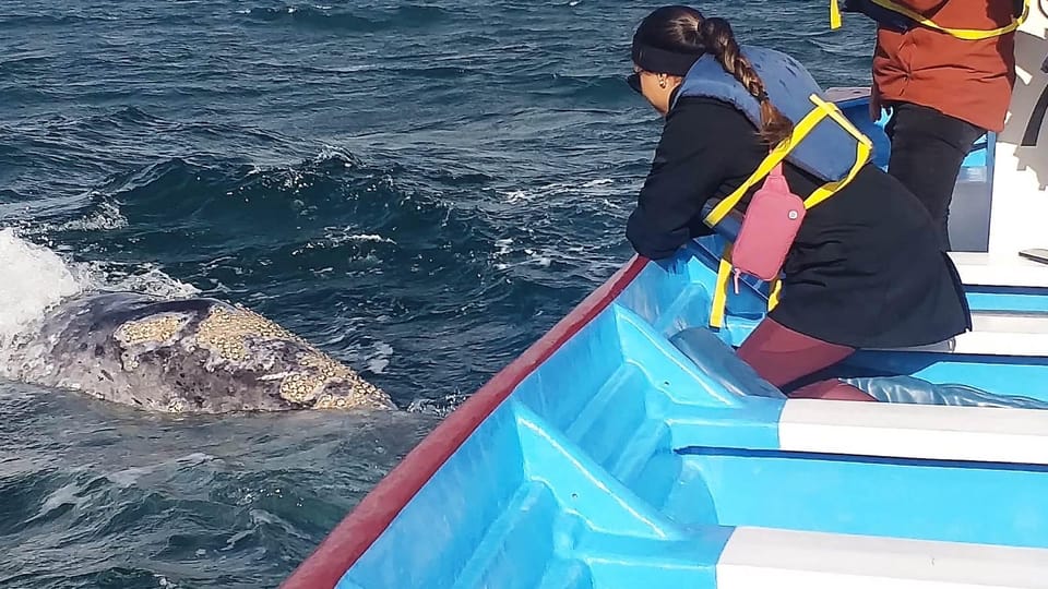 Grey Whale Watching at Mag Bay From Loreto – Loreto, Mexico, Mexico