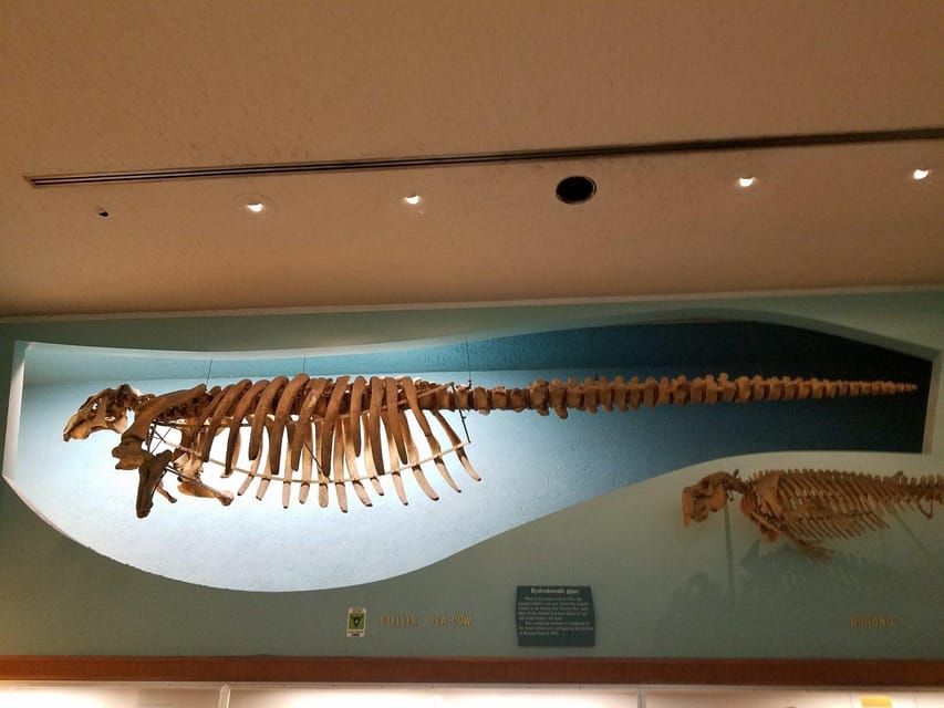 Guided Tour of The Natural History Museum – Washington DC