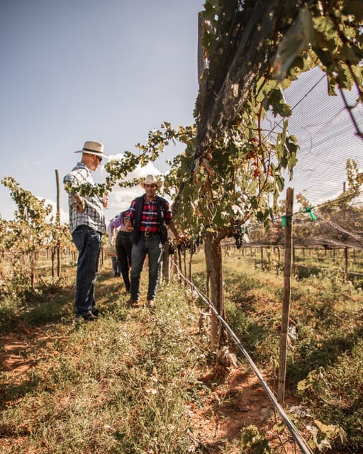 Guided tour with tasting at Viñedo los Arcángeles – San Miguel de Allende, Mexico