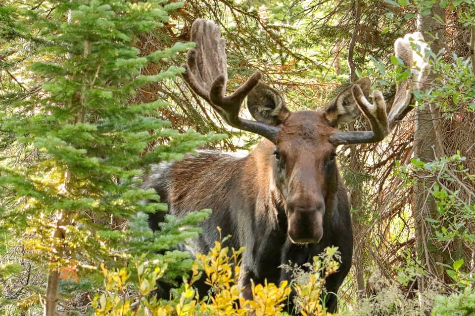 Half-Day RMNP Mountains to Sky Tour-RMNPhotographer – Grand Lake, Colorado