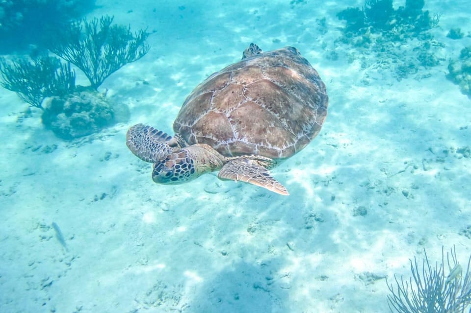 Half Day Semiprivate Snorkeling Tour with Turtles & Cenote – Tulum, Mexico