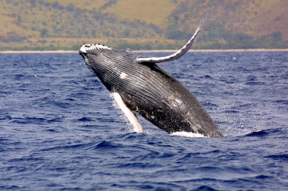 Hilo: Humpback Whale-Watching Cruise with Snacks and Drinks – Hilo, Hawaii