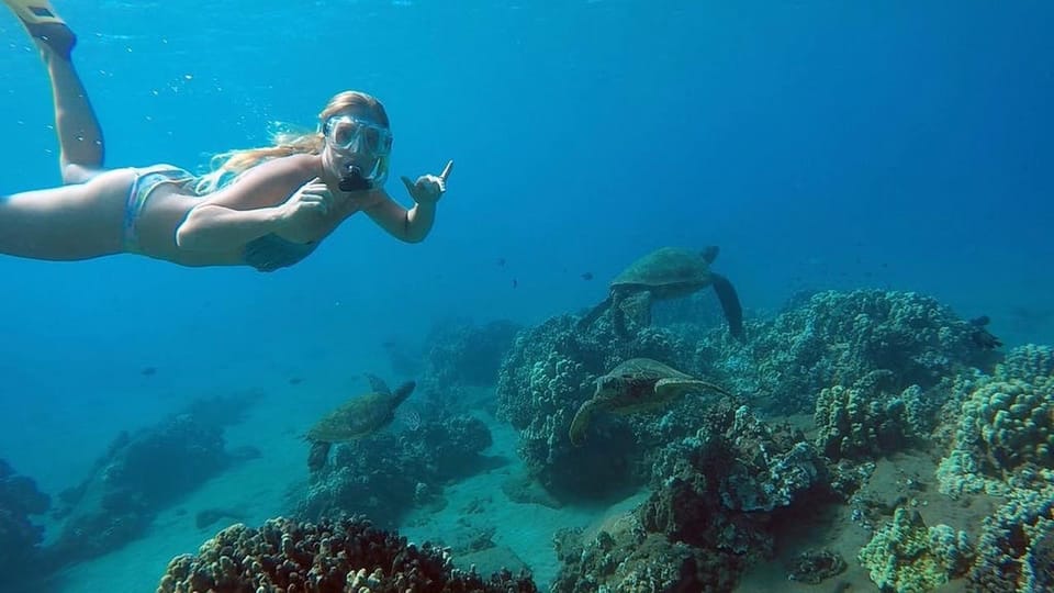 Hilo: Snorkeling with Sea Turtles Tour – Hilo, Hawaii