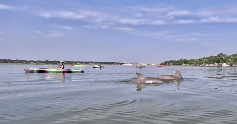 Hilton Head: 2-Hour Kayak Dolphin Nature Tour – Hilton Head Island, South Carolina