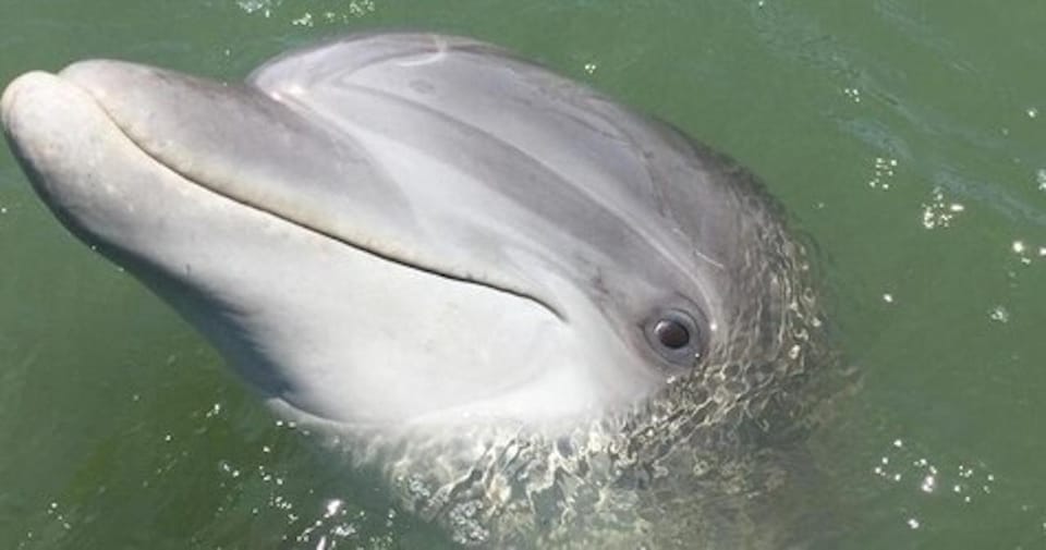 Hilton Head Island: Daytime Dolphin Watching Boat Tour – Hilton Head Island, South Carolina