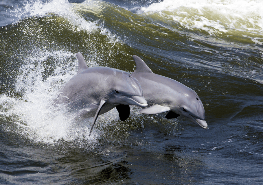 Hilton Head Island: Dolphin Nature Cruise – Hilton Head Island, South Carolina