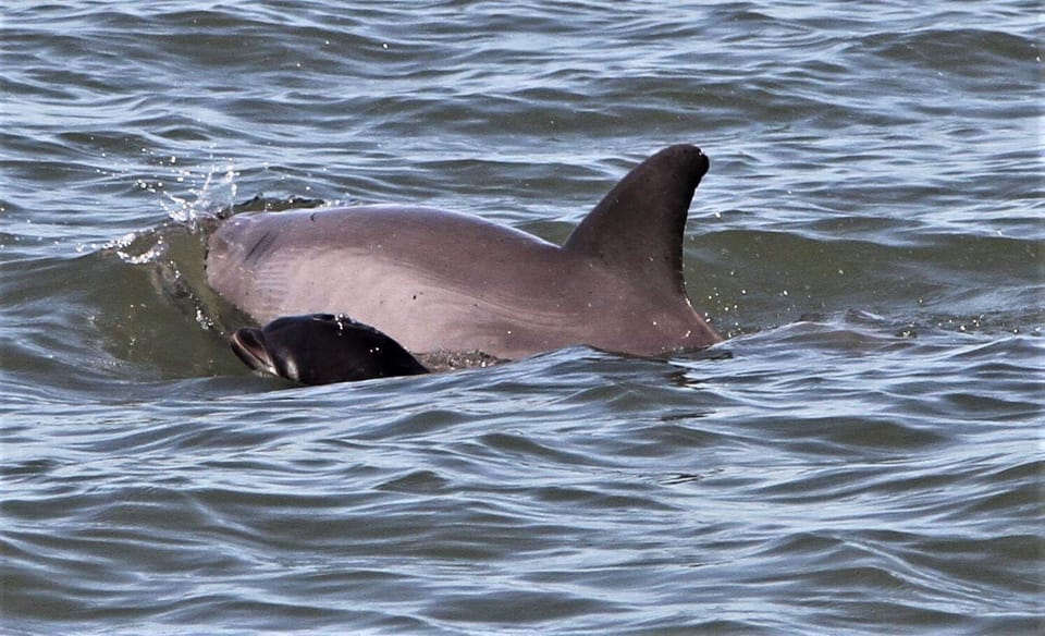 Hilton Head Island: Dolphin Watching Cruise with Donuts – Hilton Head Island, South Carolina