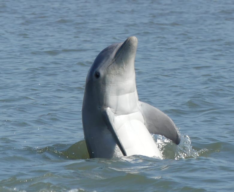 Hilton Head Island: Private Dolphin and Nature Tour – Calibogue Sound, South Carolina