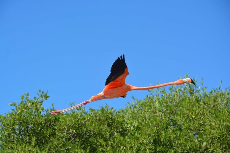 Holbox: Mangrove Paddling Excursion – Holbox, Mexico